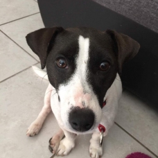 Image pour l'annonce Donne jack russell