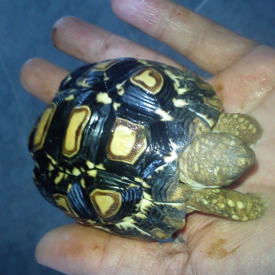 Image pour l'annonce tortues pardalis