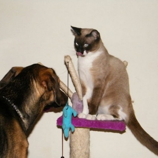 Image pour l'annonce Anigarde : garde de chat dans les Landes