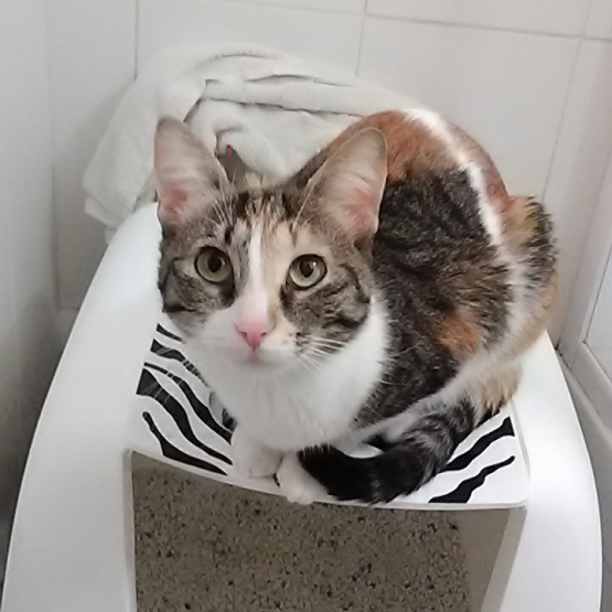 Image pour l'annonce Chatte