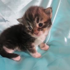 Image pour l'annonce Chatons Maine coon Loof