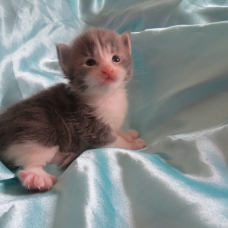 Image pour l'annonce Chatons Maine coon blue et brown Loof