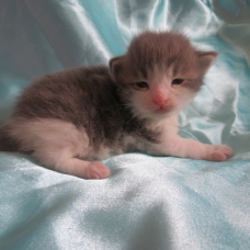 Image pour l'annonce Chatons Maine coon blue et brown Loof