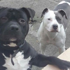 Image pour l'annonce à vendre 6 chiots Staffordshire terrier américain née