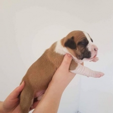Image pour l'annonce à vendre 6 chiots Staffordshire terrier américain née