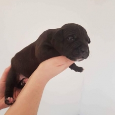 Image pour l'annonce à vendre 6 chiots Staffordshire terrier américain née