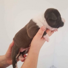 Image pour l'annonce à vendre 6 chiots Staffordshire terrier américain née
