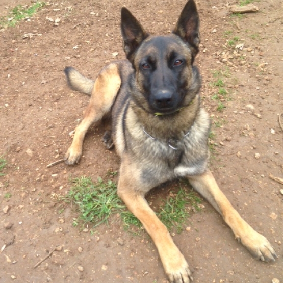 Image pour l'annonce Chiots Berger Belge Malinois à réserver