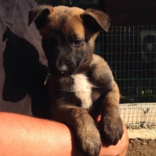 Image pour l'annonce Chiots Berger Belge Malinois à réserver