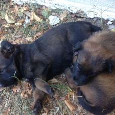 Image pour l'annonce Chiots Berger Belge Malinois à réserver