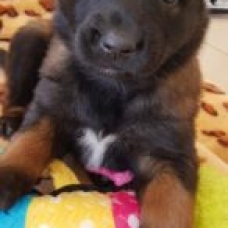 Image pour l'annonce Chiots Berger Belge Malinois à réserver