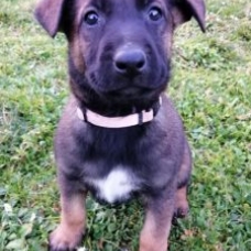 Image pour l'annonce Chiots Berger Belge Malinois à réserver