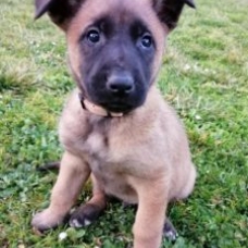 Image pour l'annonce Chiots Berger Belge Malinois à réserver