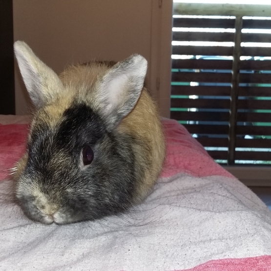 Image pour l'annonce lapin nain et sa cage