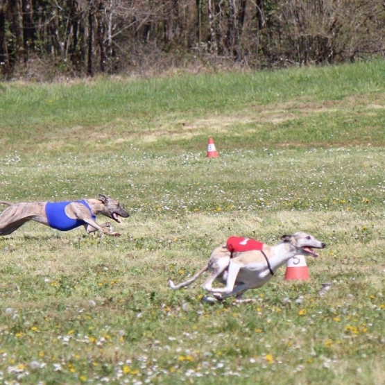 Image pour l'annonce Chiots whippets