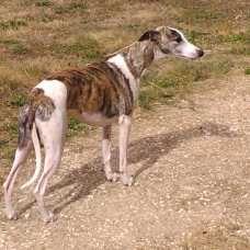 Image pour l'annonce Chiots whippets