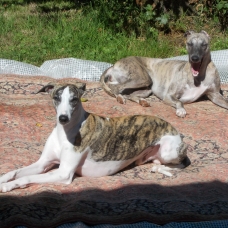 Image pour l'annonce Chiots whippets