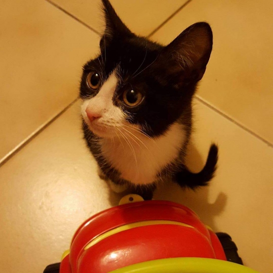 Image pour l'annonce Vends chaton de 6 mois