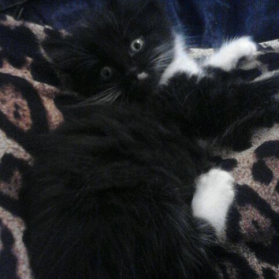 Image pour l'annonce Magnifique chaton angora turc