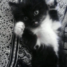 Image pour l'annonce Magnifique chaton angora turc