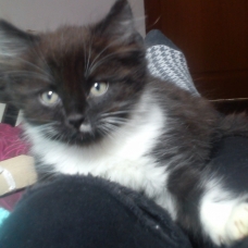 Image pour l'annonce Magnifique chaton angora turc