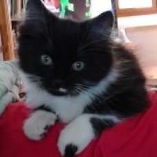 Image pour l'annonce Magnifique chaton angora turc
