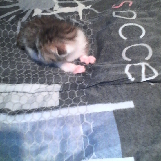 Image pour l'annonce Chatons semi angora