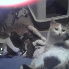 Image pour l'annonce Chatons semi angora