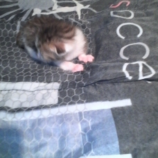 Image pour l'annonce Chatons semi angora