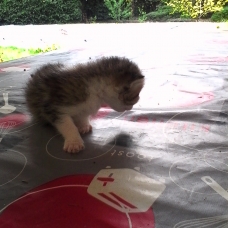 Image pour l'annonce Chatons semi angora