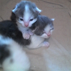 Image pour l'annonce Chatons semi angora