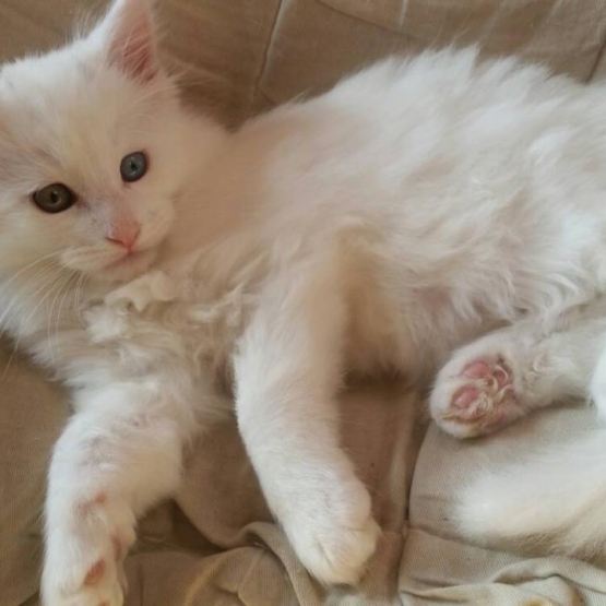 Image pour l'annonce Chatons Maine Coon LOOF