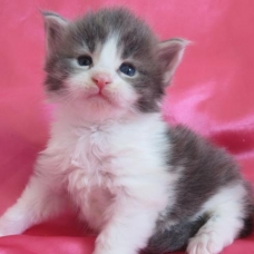 Image pour l'annonce Chatons Maine coon Loof mâles