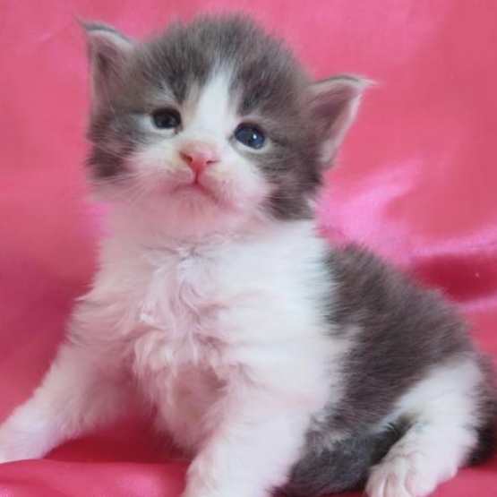 Image pour l'annonce Chaton maine Coon polydactyle