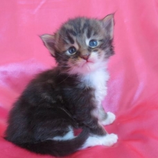 Image pour l'annonce Chaton maine Coon polydactyle