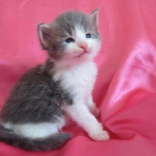 Image pour l'annonce Chaton maine Coon polydactyle