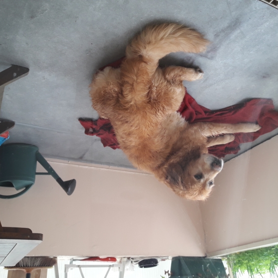 Image pour l'annonce Don chien