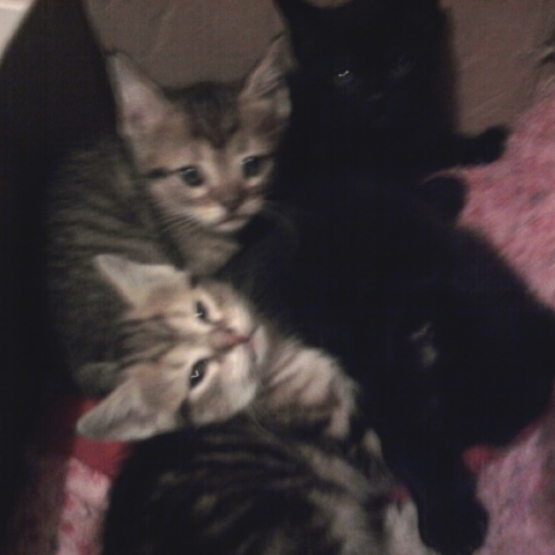Image pour l'annonce chatons noirs et tigrés poil mi long