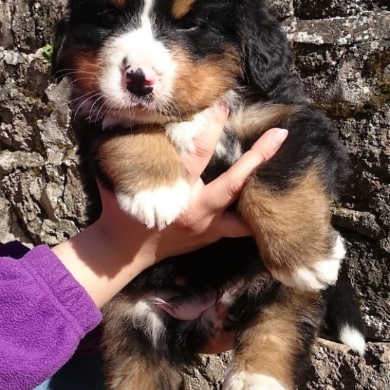 Image pour l'annonce chiots bouviers bernois LOF et a réserver sur plusieurs portées