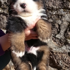 Image pour l'annonce chiots bouviers bernois LOF et a réserver sur plusieurs portées