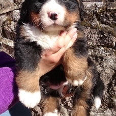 Image pour l'annonce chiots bouviers bernois LOF et a réserver sur plusieurs portées