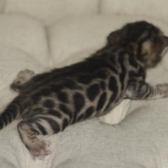 Image pour l'annonce Chatons bengal Loof+ paiement 10 fois + Livraison