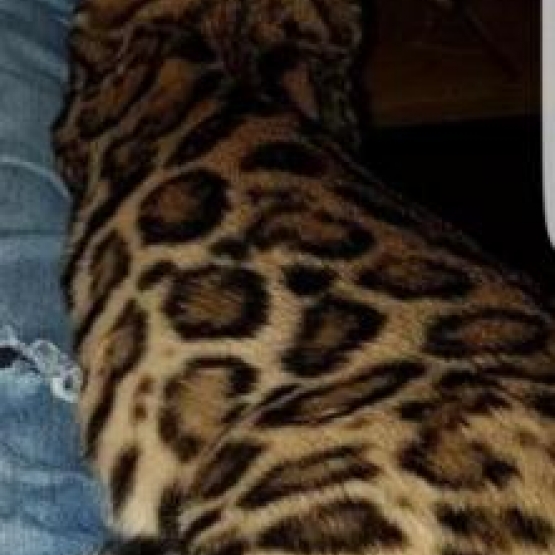 Image pour l'annonce Chatons bengal Loof+ paiement 10 fois + Livraison