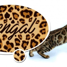 Image pour l'annonce Chatons bengal Loof+ paiement 10 fois + Livraison