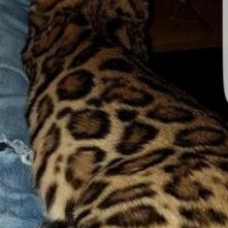Image pour l'annonce Chatons bengal Loof+ paiement 10 fois + Livraison