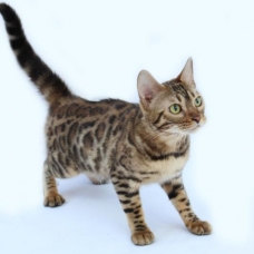 Image pour l'annonce Chatons bengal Loof+ paiement 10 fois + Livraison