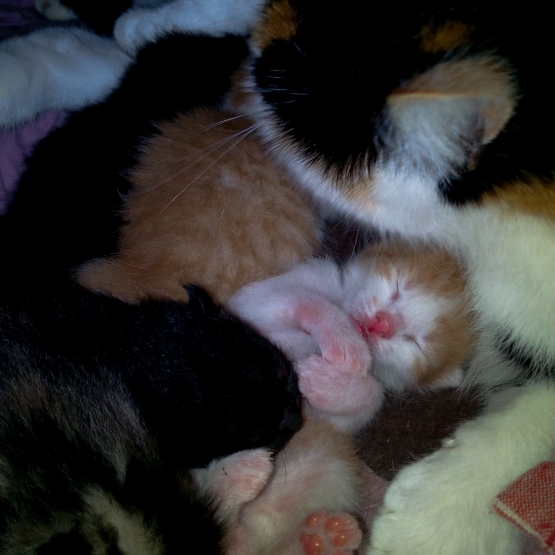 Image pour l'annonce Donne chaton