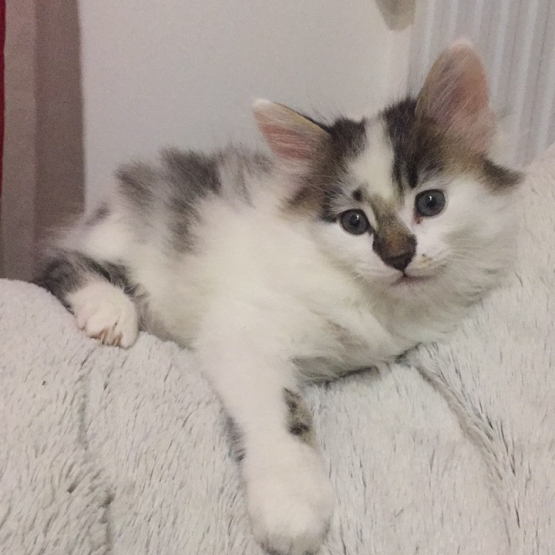 Image pour l'annonce Vend chatons type Mainecoon