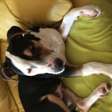 Image pour l'annonce A donner contre bons soins, chiot de 8 mois, race American Staff Terrier