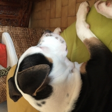 Image pour l'annonce A donner contre bons soins, chiot de 8 mois, race American Staff Terrier